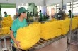 Xuất khẩu cao su sang Trung Quốc sẽ tăng trong 2 tháng cuối năm 